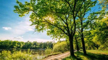 Kırsal Yol Yürüyüşü Yazın Yaprak Döken Orman Parkı 'nda. Güneş Işıkları Yaz Ormanında Çam Ormanlarında Parlıyor