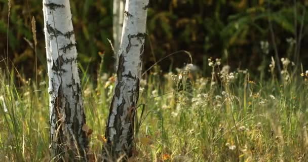 Birch Trunks Woods Zamknij się. Zachód słońca w Letnim Lesie Brzozowym, Rosja. Rosyjska natura. Panorama — Wideo stockowe