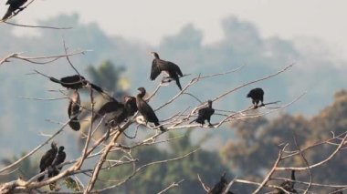 Carambolim Gölü, Goa, Hindistan. Hintli karabataklar güneşli bir sabahta ağaç dallarında otururlar. Indian Shag Phalacrocorax Fuscicollis Karabatak Ailesi 'nin bir üyesidir.