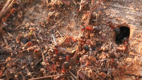 Mravenci z červeného lesa Formica Rufa na spadlém starém kmeni stromu. Mravenci pohybující se v mraveništi. Bělorusko. — Stock video