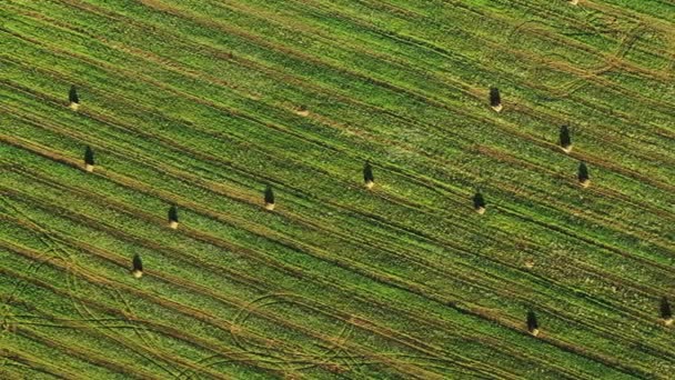 Vista aérea del paisaje de campo de verano con pacas secas de heno durante la cosecha. Senderos Líneas en las tierras de cultivo. Vista superior del paisaje agrícola. Vista del dron. Vista de ojos de aves — Vídeos de Stock