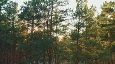 Yeşil Orman 'ın havadan görünüşü. Sonbahar akşamının en iyi manzarası. Kozalaklı Ormanın Doğal Arkaplan Arkaplanı. Drone View. Kuş Gözü Manzarası. Güneş, güneş ışığı, gün batımı, gün doğumu, güneşli, Çam ağacını kapat.