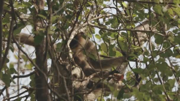 印度果阿。有趣的灰猴与新生儿坐在树枝上。生孩子的猴子 — 图库视频影像
