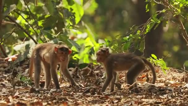 Goa, Indien. Haubenmakaken - Macaca Radiata oder Zati. Lustige junge Affen spielen zusammen — Stockvideo