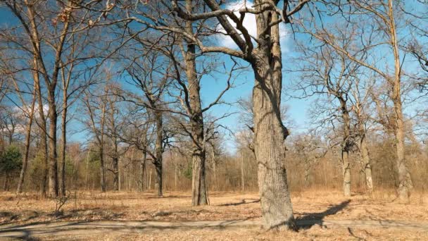Drzewa dębowe bez liści w piękny wczesnowiosenny słoneczny dzień. Krajobraz leśny liściasty — Wideo stockowe