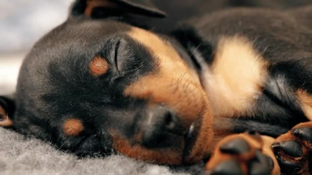 Kleine zwarte miniatuur Pinscher Zwergpinscher, Min Pin Puppy Dogs spelen en slapen op de vloer. — Stockvideo