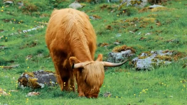 夏の牧草地で牛が放牧されるハイランド牛。夏の日にスコットランドの牛が牧草地を歩く — ストック動画