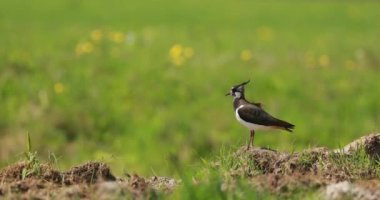 Kuzey Lapwing ya da Yaz Tarlasında Çişli. Belarus 'un Vahşi Yaşam Kuşları. 4K