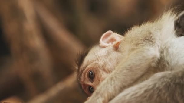 インドのゴア。Bonnet Macaque - Macaca RadiataまたはZati新生児が地面に座って.幼児との猿。肖像画を閉じる — ストック動画
