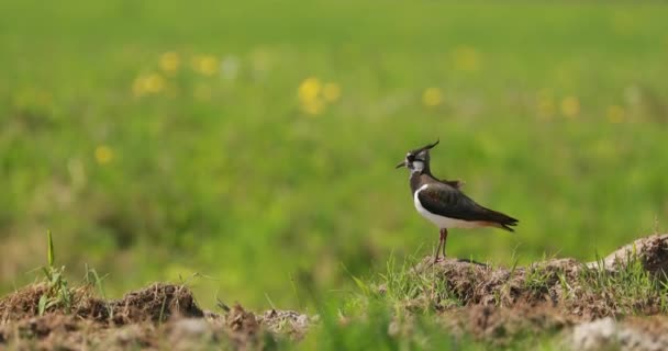 Leccata settentrionale o Peewit nel campo estivo. Uccelli selvatici della Bielorussia. 4K — Video Stock