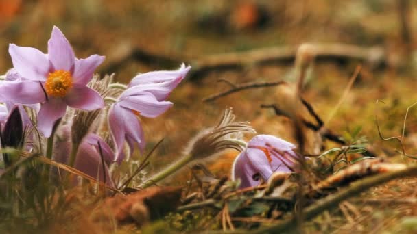 Piękne dzikie kwiaty wiosny Pulsatilla Patens. Kwiat kwitnienia roślin w Ranunculaceae rodziny, rdzennych do Europy, Rosji, Mongolii, Chin, Kanady i Stanów Zjednoczonych — Wideo stockowe