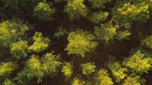 Luftaufnahme der grünen Waldlandschaft. Draufsicht am Sommerabend. Natürlicher Hintergrund des Nadelwaldes. Drohnenblick. Vogelperspektive — Stockvideo