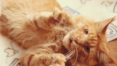 Yetişkin Kızıl Zencefilli Zencefilli Zencefilli Zencefilli Zencefil Rakun Evde Kanepe Oynuyor. Rakun Kedi, Maine Kedi, Maine Shag