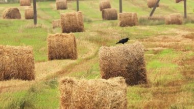Vahşi Kuş Yaygın Kuzgun - Corvus Corax Yaz Sahasında Saman Balyasında Oturuyor. Beyaz Rusya, Beyaz Rusya Doğa