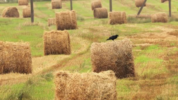 Wild Bird Common Raven - Corvus Corax Sitting On Hay Bale In Summer Field. Belarus, Belarusian Nature — Stock Video