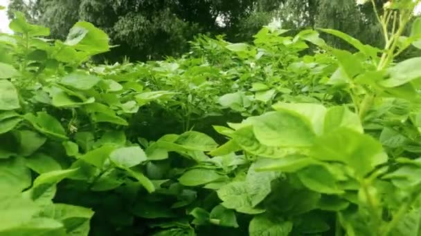 Зеленые весенние ростки картофельных растений растут на плантации летом. 4K, Motion. — стоковое видео