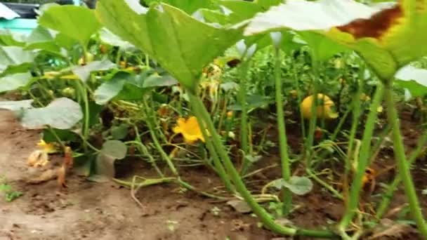 Ωρίμασε κολοκυθάκια ή κολοκυθάκια στον καλοκαιρινό λαχανόκηπο. Ο μυελός είναι ένα λαχανικό, ο ώριμος καρπός ορισμένων ποικιλιών Cucurbita pepo. — Αρχείο Βίντεο