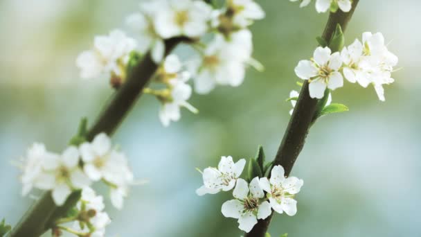 Flores jóvenes blancas de la primavera que crecen en rama del árbol. — Vídeo de stock