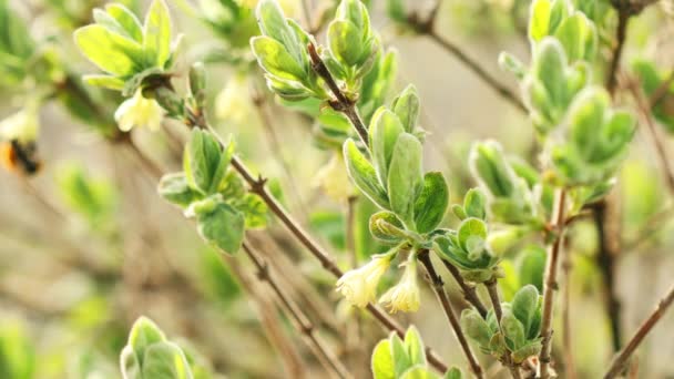 Jonge lente groene bladeren en ongeblazen knoppen van kamperfoelie, Lonicera groeien in Plantentuin — Stockvideo