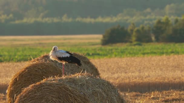 Взрослый европейский белый аист - Ciconia Ciconia - сидит на сене Бейл в летнем поле. Беларус, Белорусская природа — стоковое видео