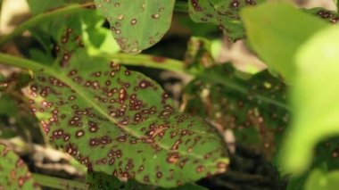 Mantardan zarar görmüş bitki yaprağı. Mycosphaerellaceae, sac fungi familyasından bir mantar ailesidir. Bunlar okaliptüs, mersin familyası ve Proteaceae gibi birçok yaygın bitkiyi etkiler. Yapraklarla Yenilgi İzleri