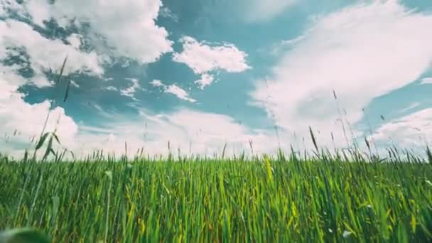 Krajobraz wiejski wsi z młodych zielonych pszennych pędów wiosną Wiosną letni dzień zachmurzenia. Pole uprawne. Młode pędy pszenicy 4K time-lapse, timelapse. — Wideo stockowe