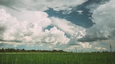 İlkbahar Bulutlu Yaz Gününde Genç Yeşil Buğday Filizleri ile Kırsal Alan Manzarası. Tarım Alanının Üzerinde Ağır Bulutlar. Young Wheat 4K zaman aşımına uğradı, zaman aşımı.