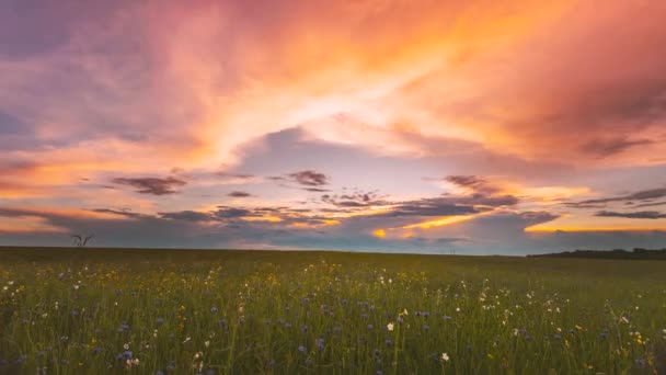 5K Regen Regenwolken über der ländlichen Feldlandschaft mit jungen grünen Weizensprossen im Frühling Sommer bewölkt Tag. Dicke Wolken über landwirtschaftlichem Feld. Jungweizen schießt 4K-Zeitraffer — Stockvideo