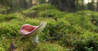 Avrupa. Mantar Russula kusturması - daha mide bulandırıcı, kusturucu russula, ya da kusan russula. Sonbahar Ormanı. Şartlı olarak yenilebilir mantar 4K