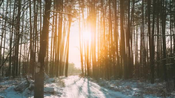 4K Vivid Beautiful Sunrise Sun Sunshine In Sunny Winter Forest. Sunset Sunlight Sunbeams Through Pine Greenwoods Woods In Forest Landscape. Nature Snowy Forest And Country Road Time-Lapse Time Lapse — Stock Video