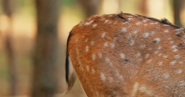 Close UP Of back of a deer with spots. Fallow Deer Or Dama Dama In Autumn Forest. Europe 4K. Close Up — 图库视频影像