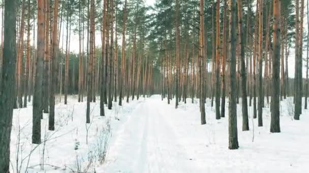 Lot dronem przez sosnowy las iglasty Snowy White Forest w zimowy mroźny dzień. Widok na Park Woods Krajobraz. Natura wznosi widok na zimowe lasy mroźne. Snowy las iglasty. Droga — Wideo stockowe