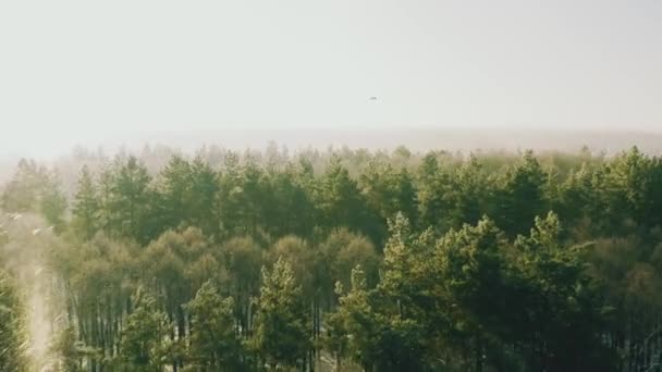 Voo de visão aérea 4K Floresta branca nevada bonita no inverno dia gelado. Flying Crows Ravens Birds Above Pine Forest Duting Misty Frozen Morning (em inglês). Paisagem. Vista panorâmica de Park Woods. Natureza Elevada — Vídeo de Stock