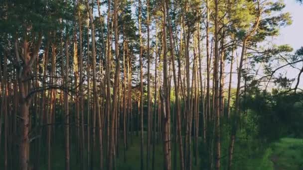 Vista aérea del bosque de coníferas de pino verde en el paisaje en primavera. Vista superior desde actitud. Drone vista de maderas europeas en verano — Vídeos de Stock