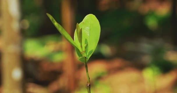 インドのゴア。青い背景のオールスパイスの緑の葉を閉じる — ストック動画
