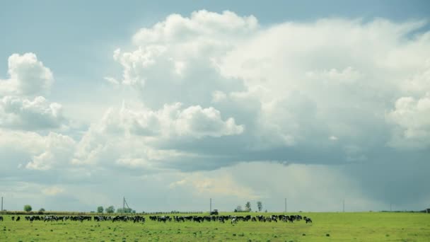 여름의 시골 초원 풍경 이 하늘 아래에 있다. ( 영어 ) Herd Of Cows Grazing In Green Pasture In Rainy Evening. 타임 랩, 소사육장등 이 있다. 저속 촬영. — 비디오