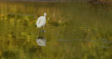 Goa, Hindistan. Beyaz Akbalıkçıl Nehir Havuzunda Balık Yakalıyor