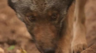 Köpek Lupus 'un yakın göz bebeği, Gri Kurt, Gri Kurt. Kurt Gözü