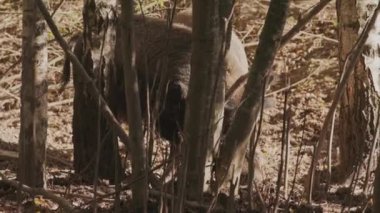 Yaban domuzu ya da Sus Scrofa, aynı zamanda Vahşi Domuz olarak da bilinir Avrasya Domuzu Sonbahar Ormanında Çamur Koklarken. Yaban domuzu Avrasya 'nın, Kuzey Afrika' nın ve Sunda Adalarının çoğunda yetişen bir sudur..