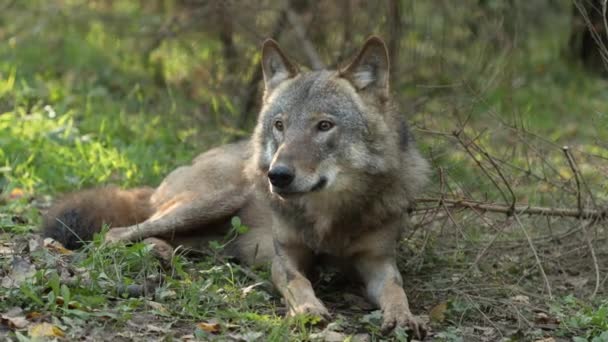 Wolf, Canis Lupus, Gray Wolf, Grey Wolf sedí venku na podzim — Stock video