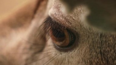 Fallow Geyik ya da Dama Dama 'nın göz bebeği. Geyiği Kapat