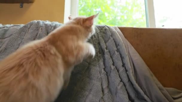 面白い好奇心旺盛な若い赤生姜メインコーン子猫猫はホームソファで遊んでいます.Coon Cat, Main Cat, Main Shag — ストック動画