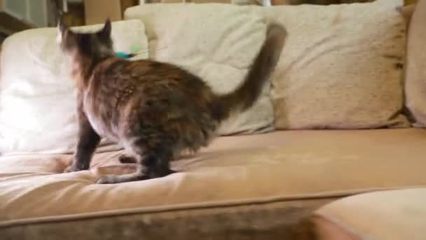 面白い好奇心が強い若い赤と黒メインコーン子猫猫はホームソファでおもちゃの羽で遊ぶ。メイン・キャットのクーン・キャット、メイン・シャグがホームで走っている。素晴らしいペットペット — ストック動画