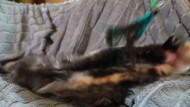 Jovem vermelho e preto Maine Coon gatinho gato brincando com pena de brinquedo em casa sofá. Coon Cat, Maine Cat, Maine Shag em casa. Animais de estimação incríveis Pet — Vídeo de Stock