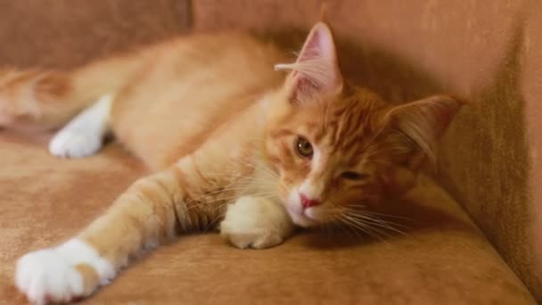 Дивний молодик Червоний і Білий Мен Кіттен Відпочиває вдома. Coon Cat, Maine Cat, Maine Shag at Home Дивовижний пес — стокове відео