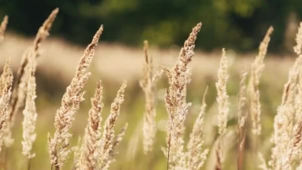 Prachtig droog gras in zonsondergang zonlicht. Wilde planten. Zomer Herfst Natuur 's avonds — Stockvideo