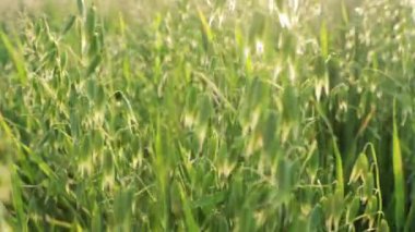 Tarımsal alanda yulafları kapatın. Yaz akşamları yulaflı kırsal alan. Panorama, Panoramik Manzara. Yaz Arkaplanı Pan