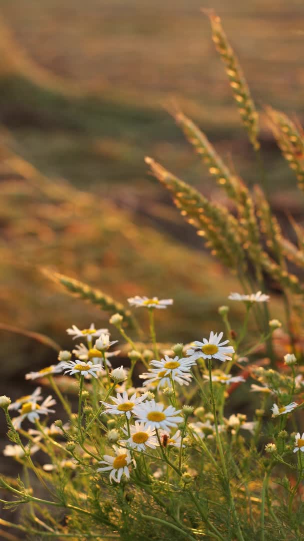 Bloeiende wilde bloem Matricaria Chamomilla, Matricaria Recutita, kamille. Bekend als Italiaanse kamille, Duitse kamille, Hongaarse kamille, wilde kamille in tarweveld bij zonsondergang. Zomer — Stockvideo