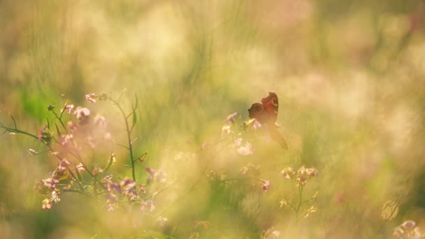 夏の日にファゴピラムの開花植物で蝶。閉めろ。ファミリーポリゴナ科の緑肥 — ストック動画
