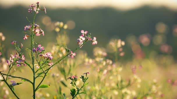 Fagopyrum kvetoucí rostlina v letní den. Zavřít. Zelený hnůj z čeledi Polygonaceae — Stock video